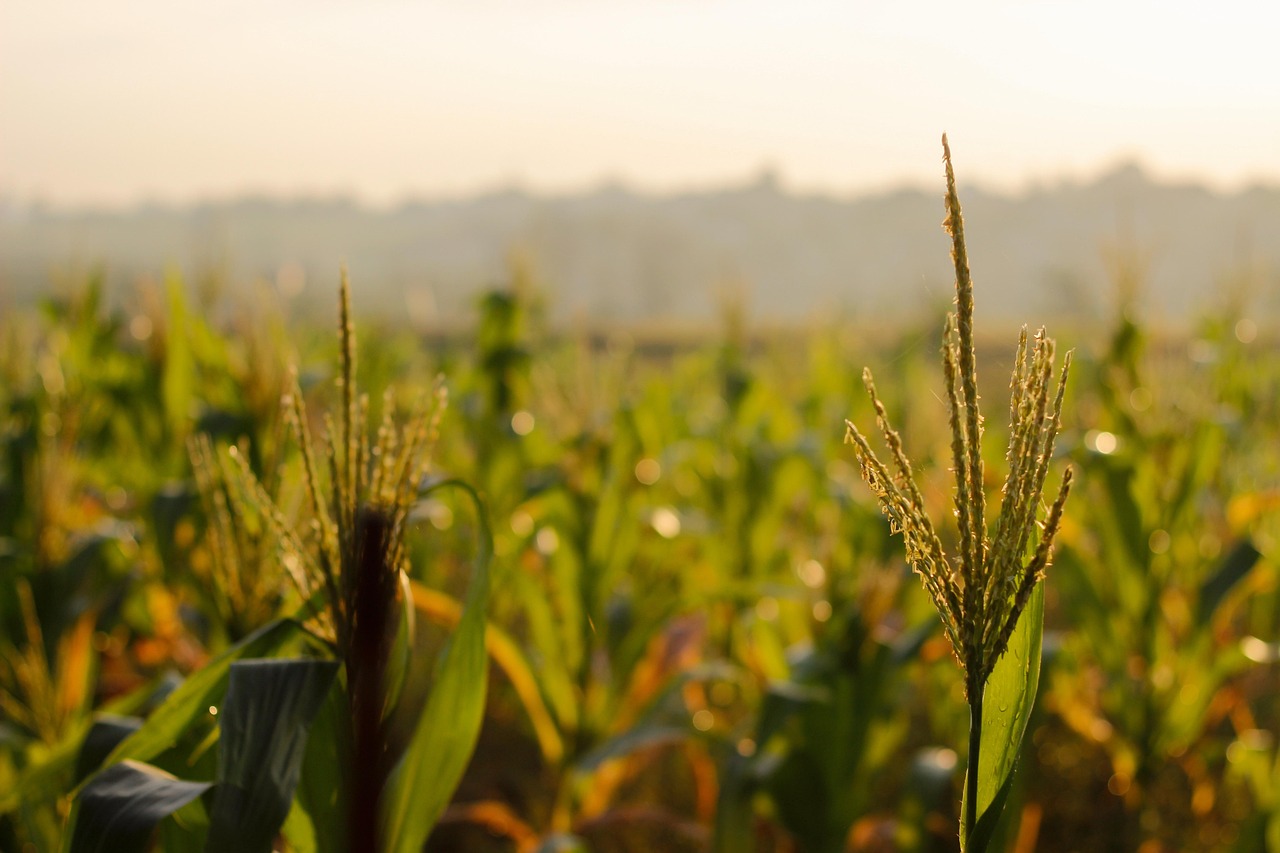 corn field sunrise